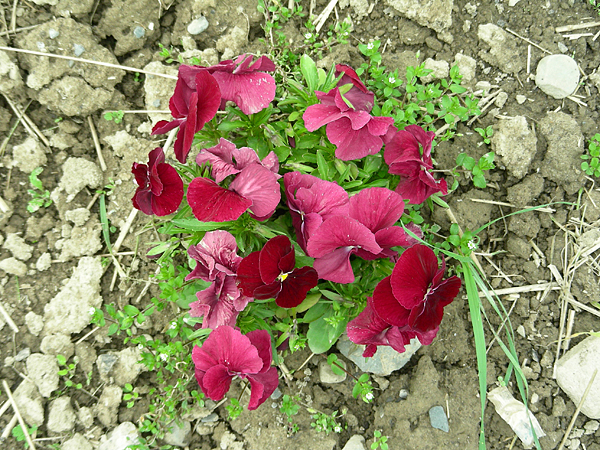 pansy in flower